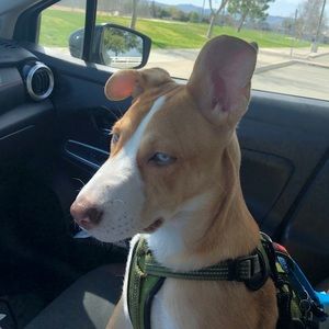 Meet your Posher, Tanya